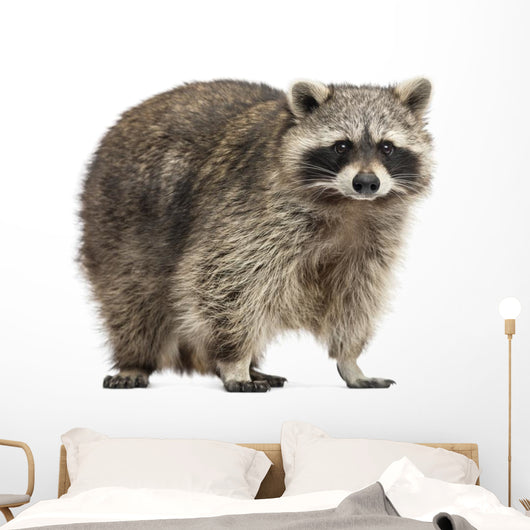 Chubby Lil Raccoon Wall Decal