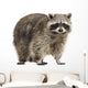 Chubby Lil Raccoon Wall Decal