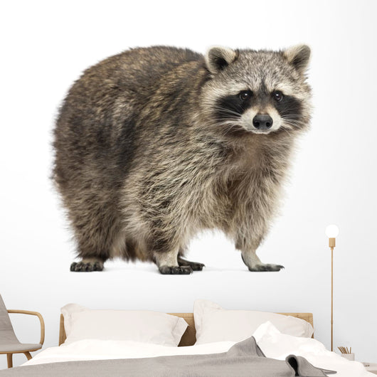 Chubby Lil Raccoon Wall Decal