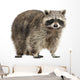 Chubby Lil Raccoon Wall Decal
