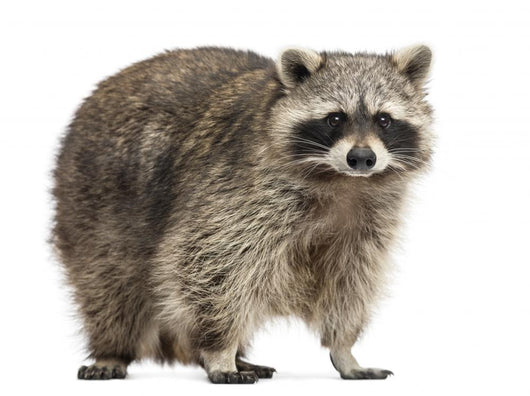 Chubby Lil Raccoon Wall Decal