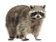 Chubby Lil Raccoon Wall Decal