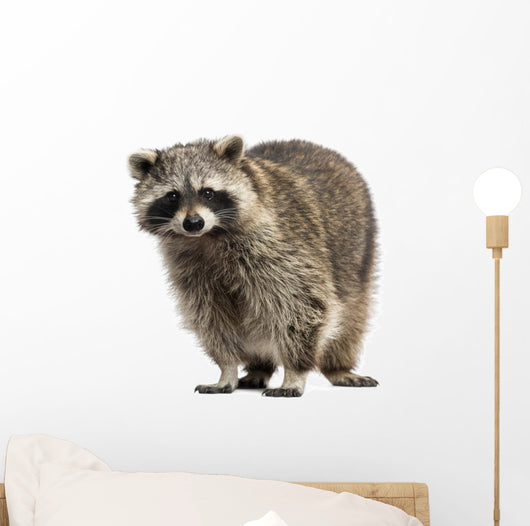 Racoon Procyon Iotor Standing Isolated on White Wall Decal
