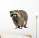 Racoon Procyon Iotor Standing Isolated on White Wall Decal