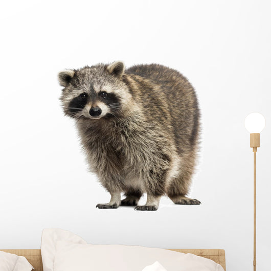 Racoon Procyon Iotor Standing Isolated on White Wall Decal