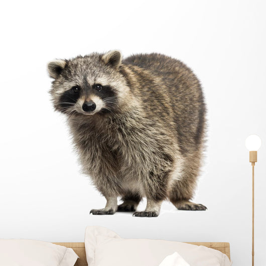Racoon Procyon Iotor Standing Isolated on White Wall Decal