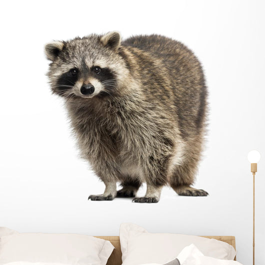 Racoon Procyon Iotor Standing Isolated on White Wall Decal
