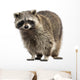 Racoon Procyon Iotor Standing Isolated on White Wall Decal