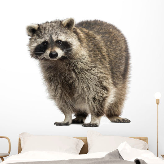 Racoon Procyon Iotor Standing Isolated on White Wall Decal