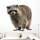 Racoon Procyon Iotor Standing Isolated on White Wall Decal