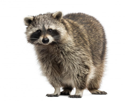 Racoon Procyon Iotor Standing Isolated on White Wall Decal