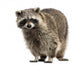Racoon Procyon Iotor Standing Isolated on White Wall Decal