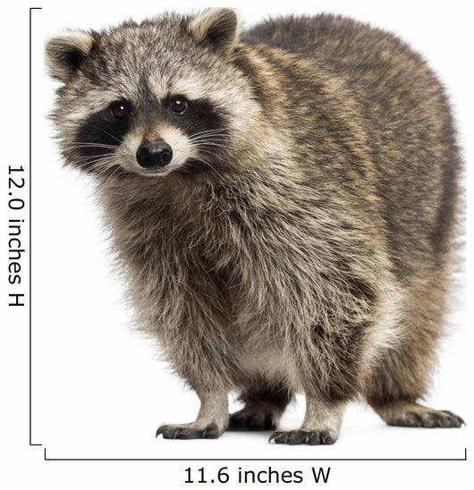 Racoon Procyon Iotor Standing Isolated on White Wall Decal
