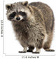 Racoon Procyon Iotor Standing Isolated on White Wall Decal