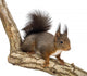 Side View of a Red Squirrel, Sciurus Vulgaris, Standing Wall Decal