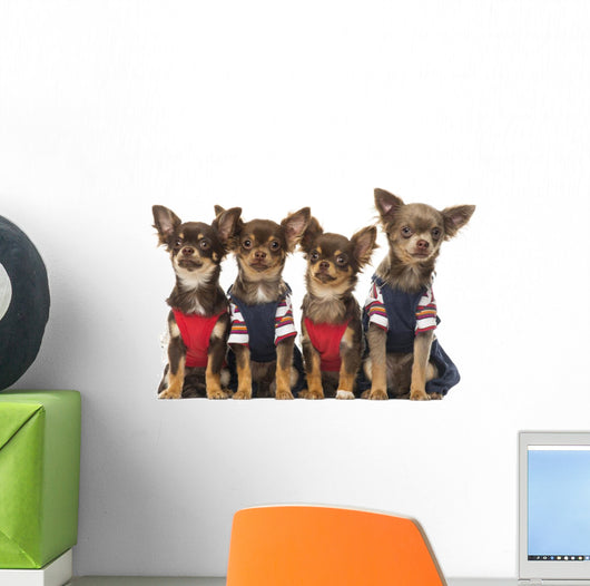 Group Dressed up Chihuahuas