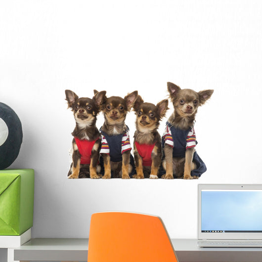 Group Dressed up Chihuahuas