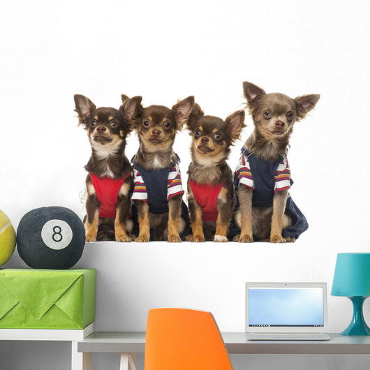 Group Dressed up Chihuahuas