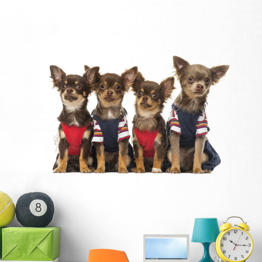 Group Dressed up Chihuahuas