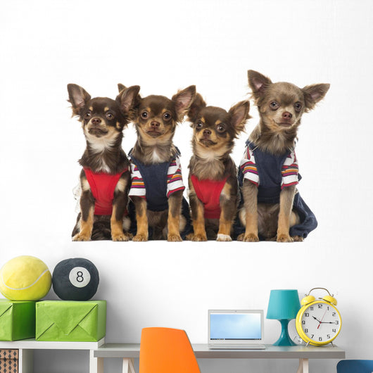 Group Dressed up Chihuahuas