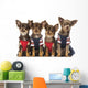 Group Dressed up Chihuahuas