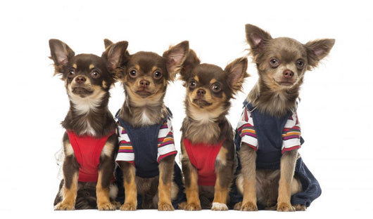 Group Dressed up Chihuahuas