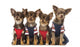 Group Dressed up Chihuahuas