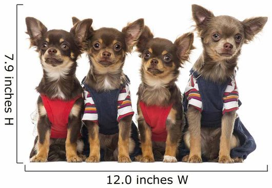 Group Dressed up Chihuahuas