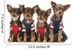 Group Dressed up Chihuahuas