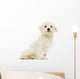 Maltese Puppy Sitting, 7 Months Old, Isolated on White Wall Decal