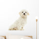 Maltese Puppy Sitting, 7 Months Old, Isolated on White Wall Decal