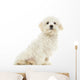 Maltese Puppy Sitting, 7 Months Old, Isolated on White Wall Decal