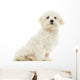 Maltese Puppy Sitting, 7 Months Old, Isolated on White Wall Decal