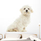 Maltese Puppy Sitting, 7 Months Old, Isolated on White Wall Decal