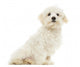 Maltese Puppy Sitting, 7 Months Old, Isolated on White Wall Decal