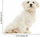 Maltese Puppy Sitting, 7 Months Old, Isolated on White Wall Decal