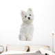 Maltese puppy sitting, looking at the camera, 2 months old Wall Decal