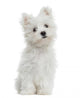 Maltese puppy sitting, looking at the camera, 2 months old Wall Decal