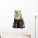 Ferret Sitting White