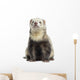 Ferret Sitting White