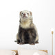 Ferret Sitting White