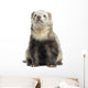 Ferret Sitting White