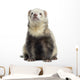 Ferret Sitting White