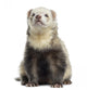 Ferret Sitting White