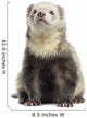 Ferret Sitting White