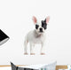 French Bulldog Standing, Looking at the Camera, Isolated Wall Decal