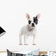 French Bulldog Standing, Looking at the Camera, Isolated Wall Decal