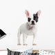 French Bulldog Standing, Looking at the Camera, Isolated Wall Decal