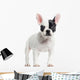 French Bulldog Standing, Looking at the Camera, Isolated Wall Decal