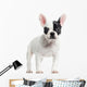 French Bulldog Standing, Looking at the Camera, Isolated Wall Decal